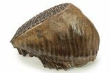 Woolly Mammoth Lower M Molar - North Sea Deposits #272819-4